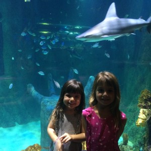 Sea Life Orlando Aquarium é 10!